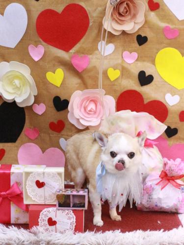 20230210マロンくん